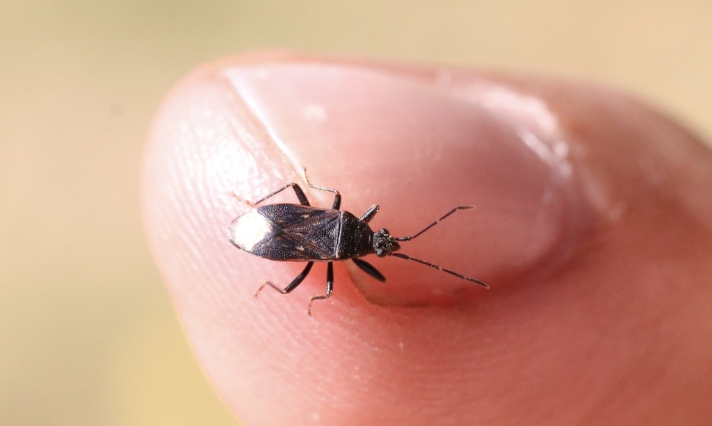 Bergidia atrata