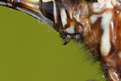 Brechmorhoga praecox