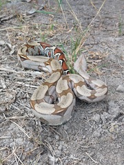 Boa constrictor constrictor