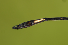 Brechmorhoga praecox