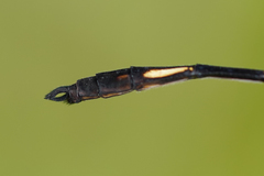 Brechmorhoga praecox