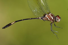 Brechmorhoga praecox