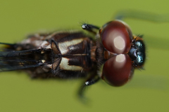 Brechmorhoga praecox