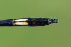 Brechmorhoga praecox