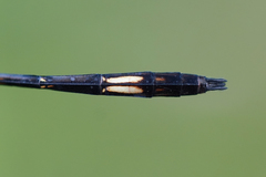 Brechmorhoga praecox