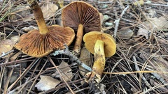 Cortinarius thiersii