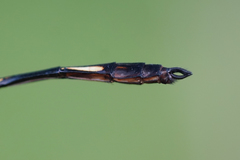 Brechmorhoga praecox