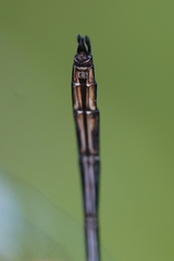 Brechmorhoga praecox