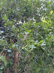 Pithecellobium keyense