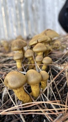 Cortinarius thiersii