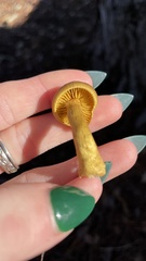 Cortinarius thiersii