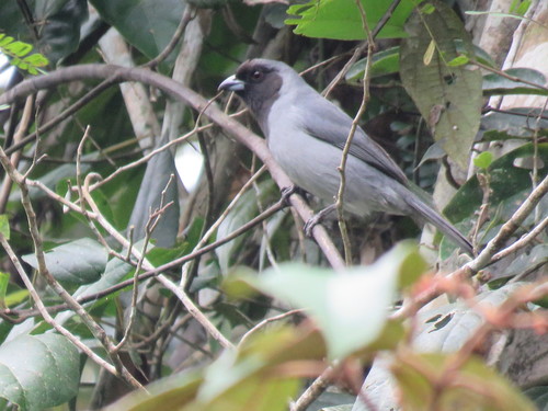 Black-faced Tanager (Schistochlamys melanopis), photo 8