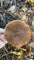 Cortinarius thiersii