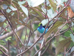 Tangara chilensis chilensis
