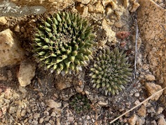 Mammillaria peninsularis