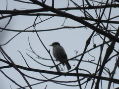 Hemithraupis flavicollis