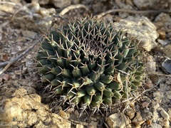 Mammillaria peninsularis