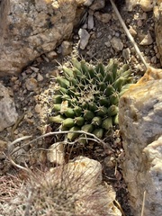 Mammillaria peninsularis