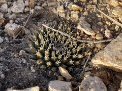Mammillaria peninsularis