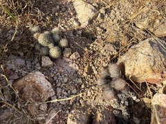 Mammillaria peninsularis