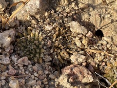 Mammillaria peninsularis