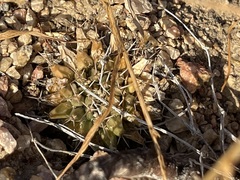 Mammillaria peninsularis