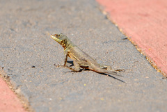 Tropidurus catalanensis