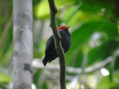 Ceratopipra rubrocapilla