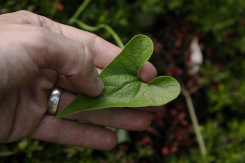 Image of Aristolochia kaempferi by (c) Eric Knight, some rights reserved (CC BY)