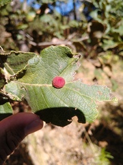 Striatoandricus nievesaldreyi