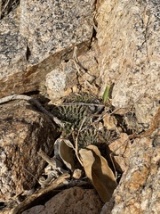 Mammillaria peninsularis