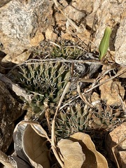 Mammillaria peninsularis