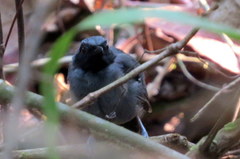 Myrmoborus myotherinus