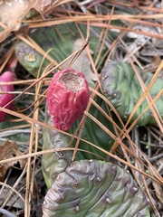 Opuntia mesacantha
