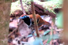 Myrmoderus ferrugineus