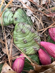 Opuntia mesacantha