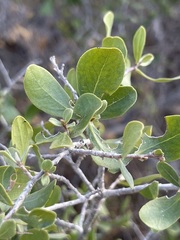 Diospyros intricata