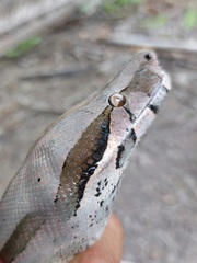 Boa constrictor constrictor