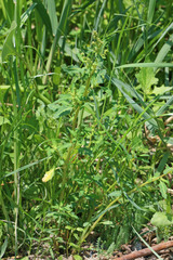 Oxybasis glauca salina