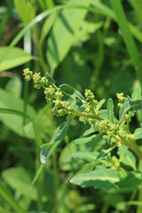 Oxybasis glauca salina