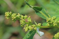 Oxybasis glauca salina