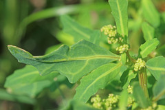 Oxybasis glauca salina