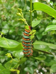 Rothschildia erycina