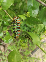 Rothschildia erycina