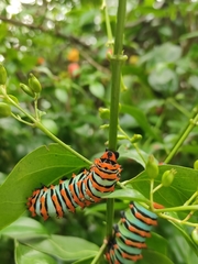 Rothschildia erycina