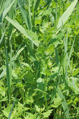 Oxybasis rubra rubra