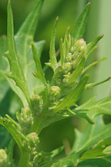 Oxybasis rubra rubra