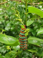 Rothschildia erycina