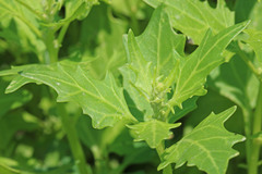 Oxybasis rubra rubra