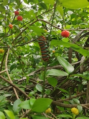 Rothschildia erycina